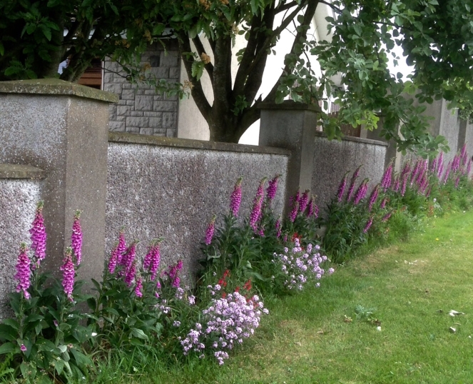 Attractive edge planting provides important pollinators, in this case Foxgloves, rockets and wild sage in Riverview.