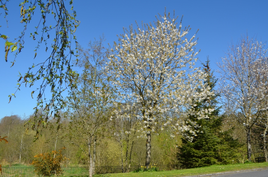 Fine wild cherry tree in full bloom at Dukesmeadow