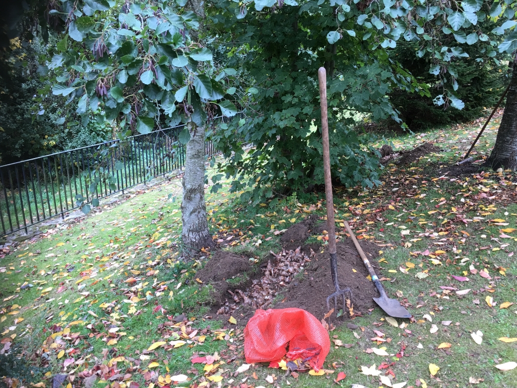 planting under the canopy of trees